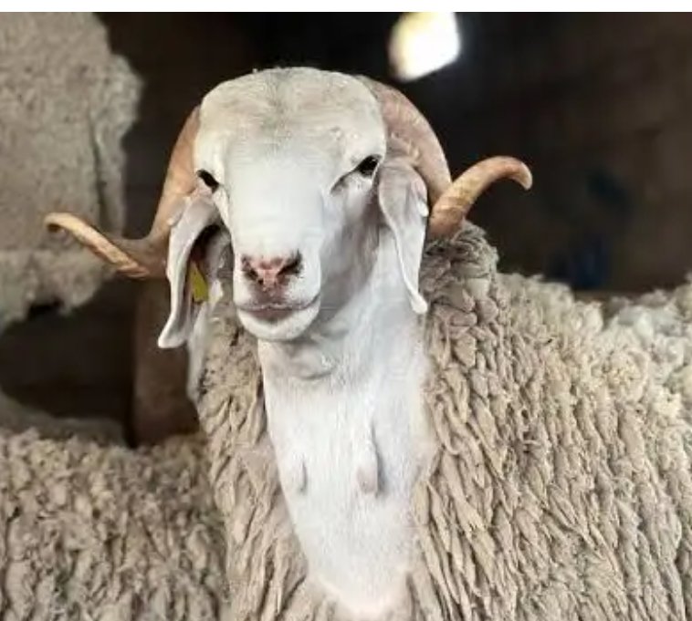 حولي